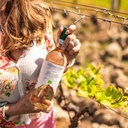 Verdicchio dei Castelli di Jesi DOC Classico BIO 2021 - Velenosi Vini